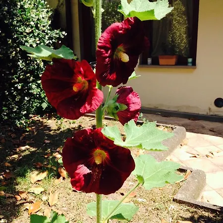 La Casa Di Scarlett Bed & Breakfast