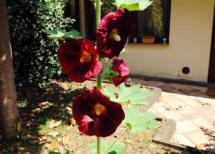 La Casa Di Scarlett Bed & Breakfast